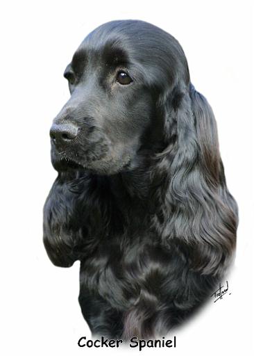 Cocker Spaniel 9T004D-206_2.jpg